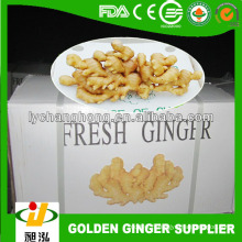 Vente en gros de gingembre / gingembre sec / prix du gingembre séché Fournisseur de Chine
